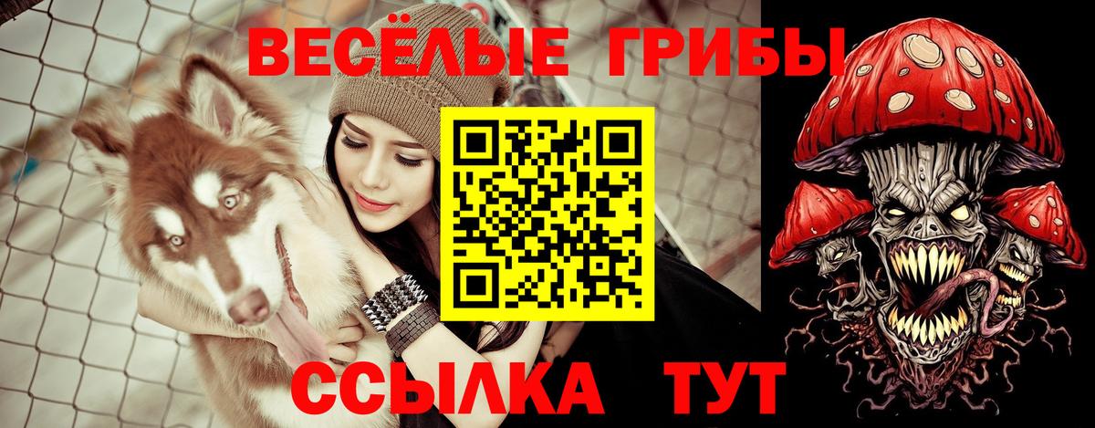 Галлюциногенные грибы Psilocybe  Вход с VPN  Торжок 